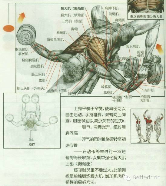 最全哑铃教学,手臂哑铃肌肉训练10个动作图解