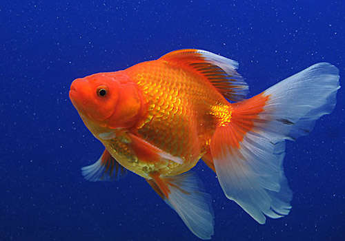 五个技巧教你挑选到好鱼,如何挑选七彩神仙鱼