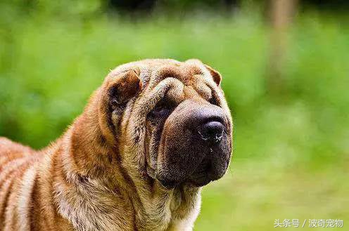 狗狗品种大全带你走进狗狗的世界,狗狗品种大全看看你认识几种