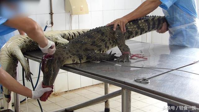 几百块的鳄鱼皮包,天价鳄鱼皮包的背后