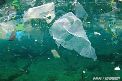 塑料微颗粒对人体的危害,微塑料颗粒危害