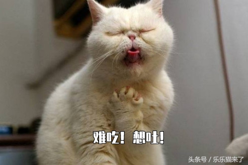 为什么我家猫咪不爱吃好主人猫粮,猫猫为什么不喜欢吃猫粮