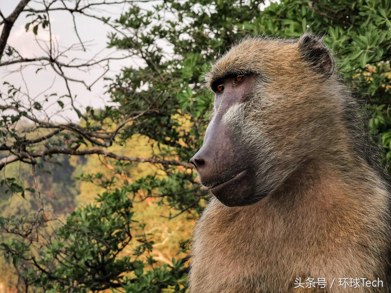 华为p30pro解密电池,华为p30pro原相机编辑视频