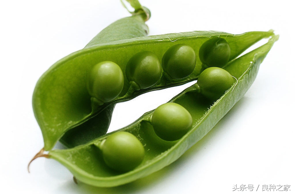 餐桌上常见的本土作物是什么,10种常见的粮食作物