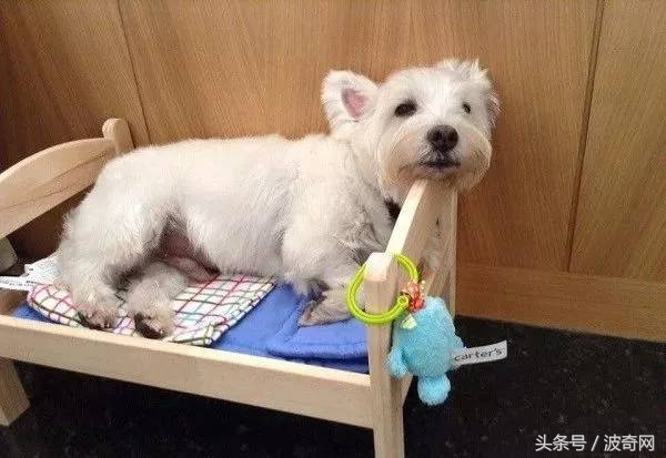 金毛喝醋,金毛到底有多吃醋