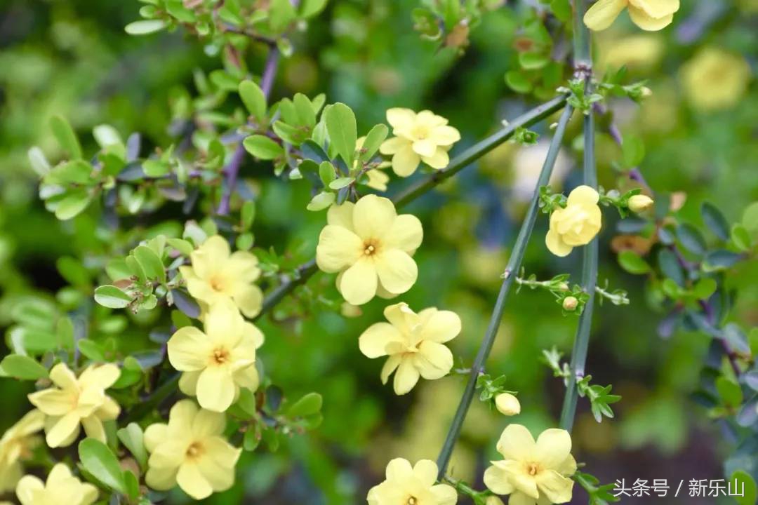 乐山的春天有多美,没去过乐山大佛但感觉去过