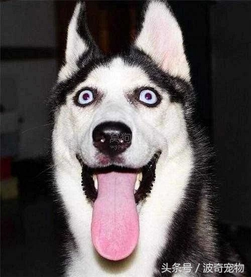 极地哈士奇雪橇,哈士奇到了北极就是狗王