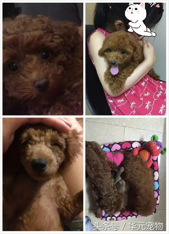 《天使不再流浪》Vol84：狗狗有细小，如果你喜欢，求你把牠治好