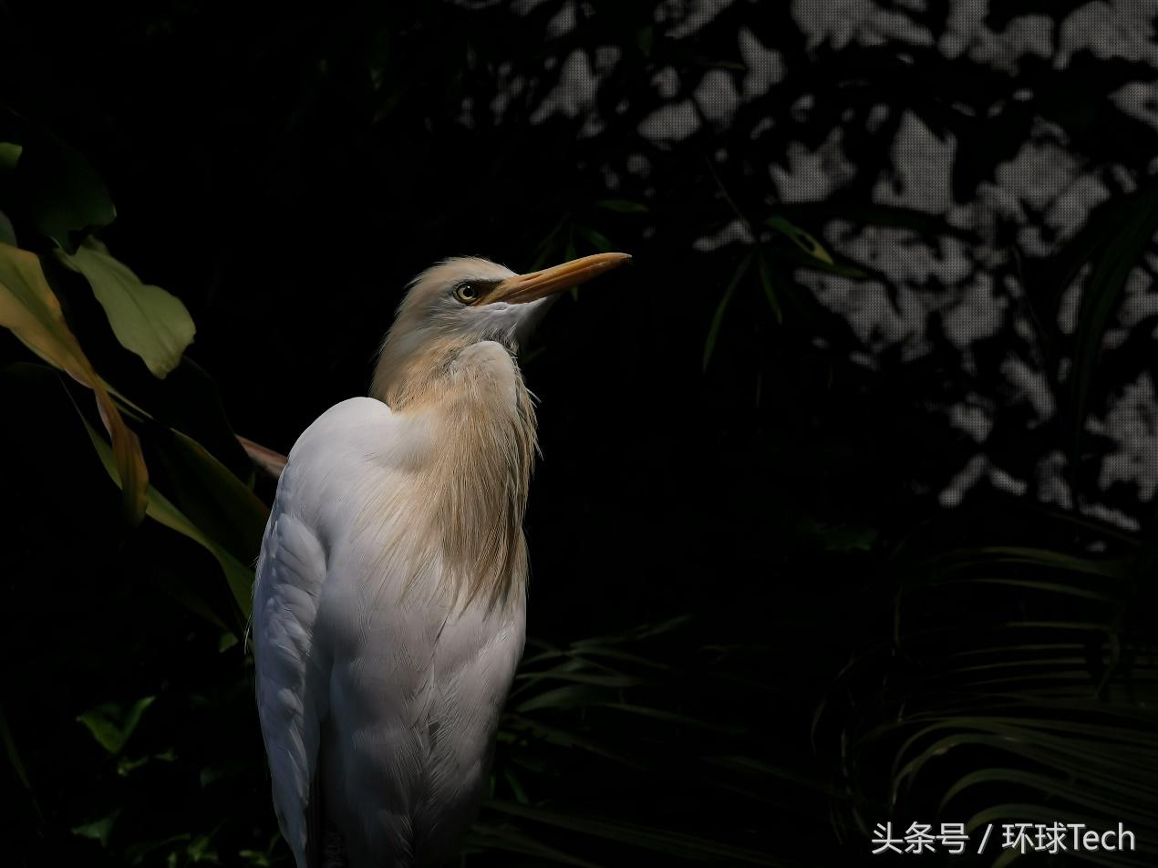 华为p30pro解密电池,华为p30pro原相机编辑视频