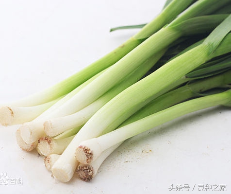 餐桌上常见的本土作物是什么,10种常见的粮食作物