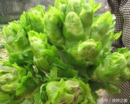 餐桌上常见的本土作物是什么,10种常见的粮食作物