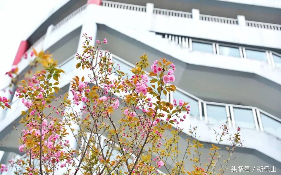 乐山的春天有多美,没去过乐山大佛但感觉去过