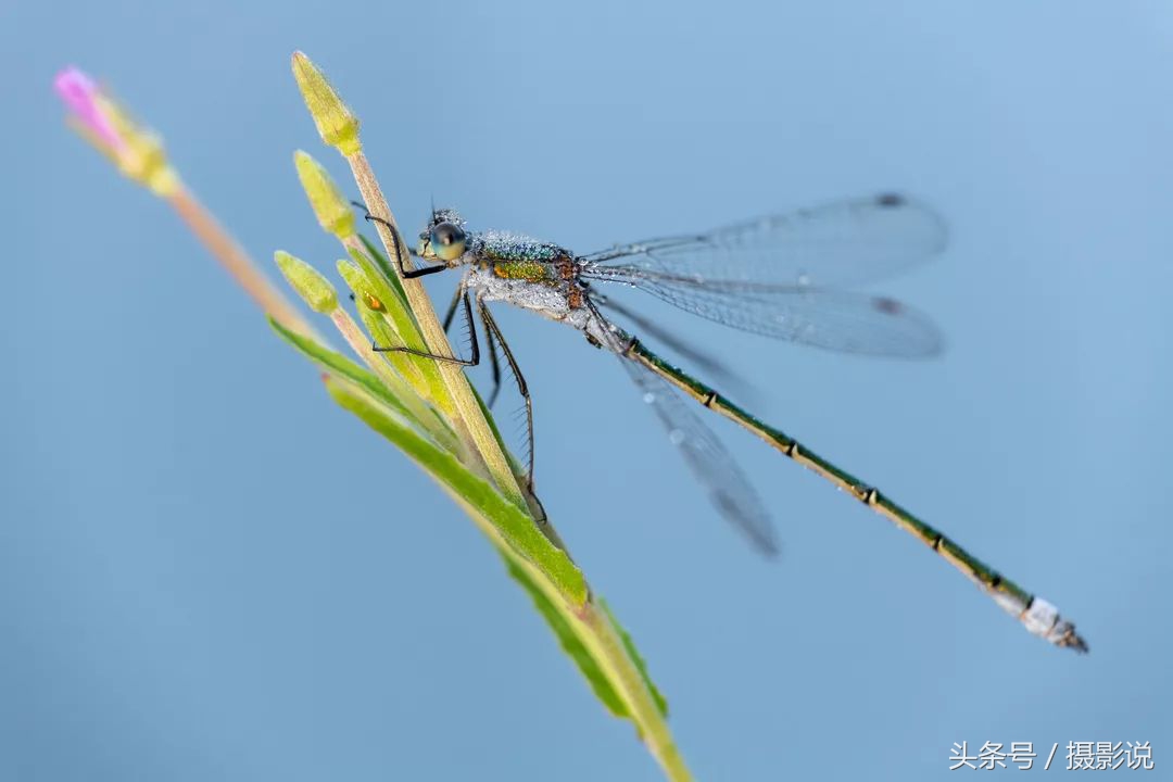 ross璇勬祴,ross娴嬭瘎