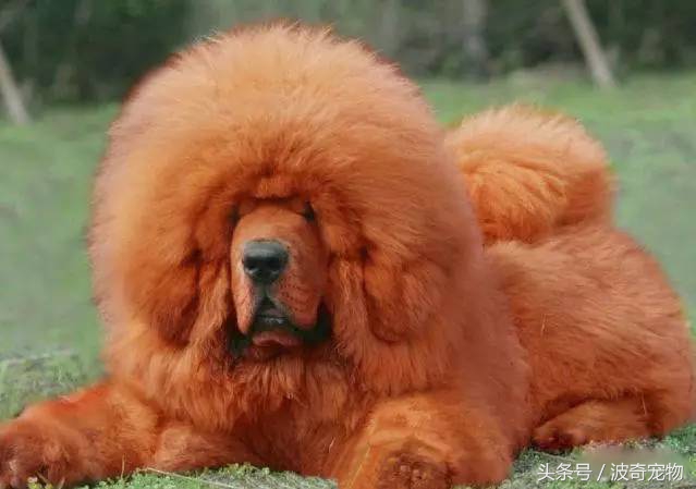 狗狗品种大全图片及简介,狗狗的所有类型品种大全介绍