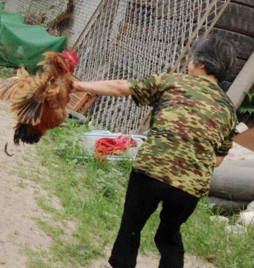 五毒之一的蜈蚣为什么害怕公鸡,蜈蚣怕公鸡公鸡怕什么