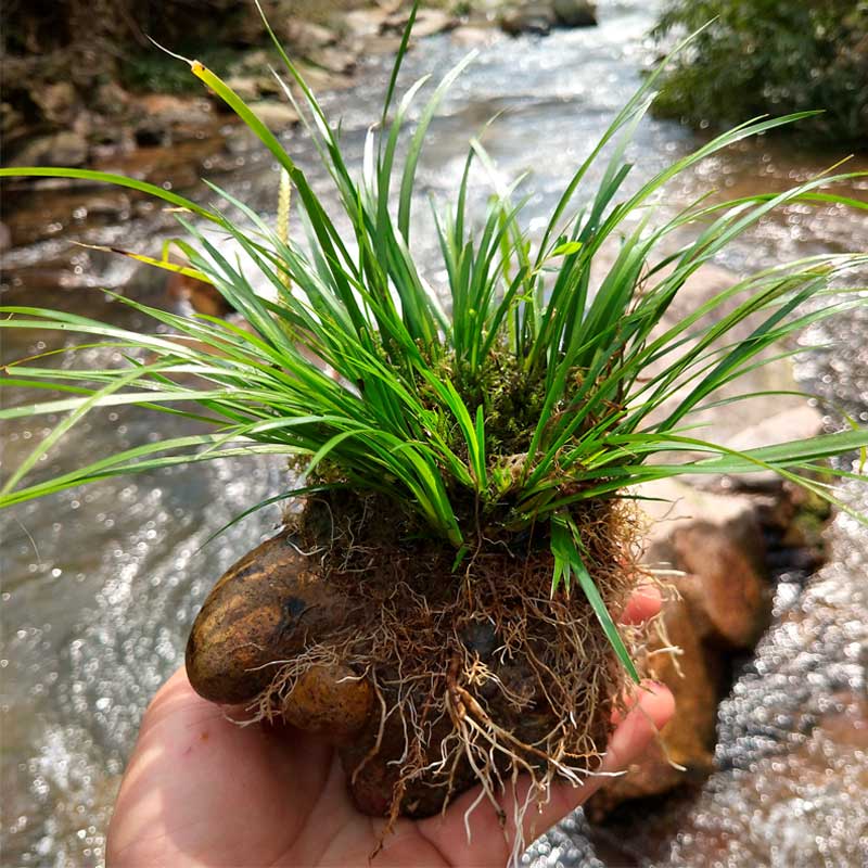 富贵花十种最吉利的花,哪些名花家里好养