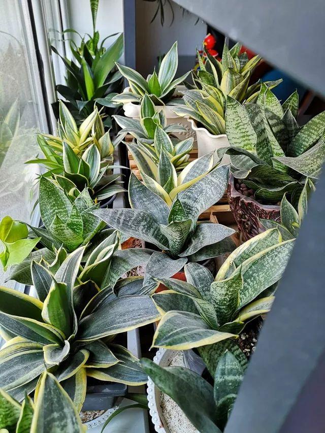 5种花好养又漂亮,5种花别乱养香味有毒