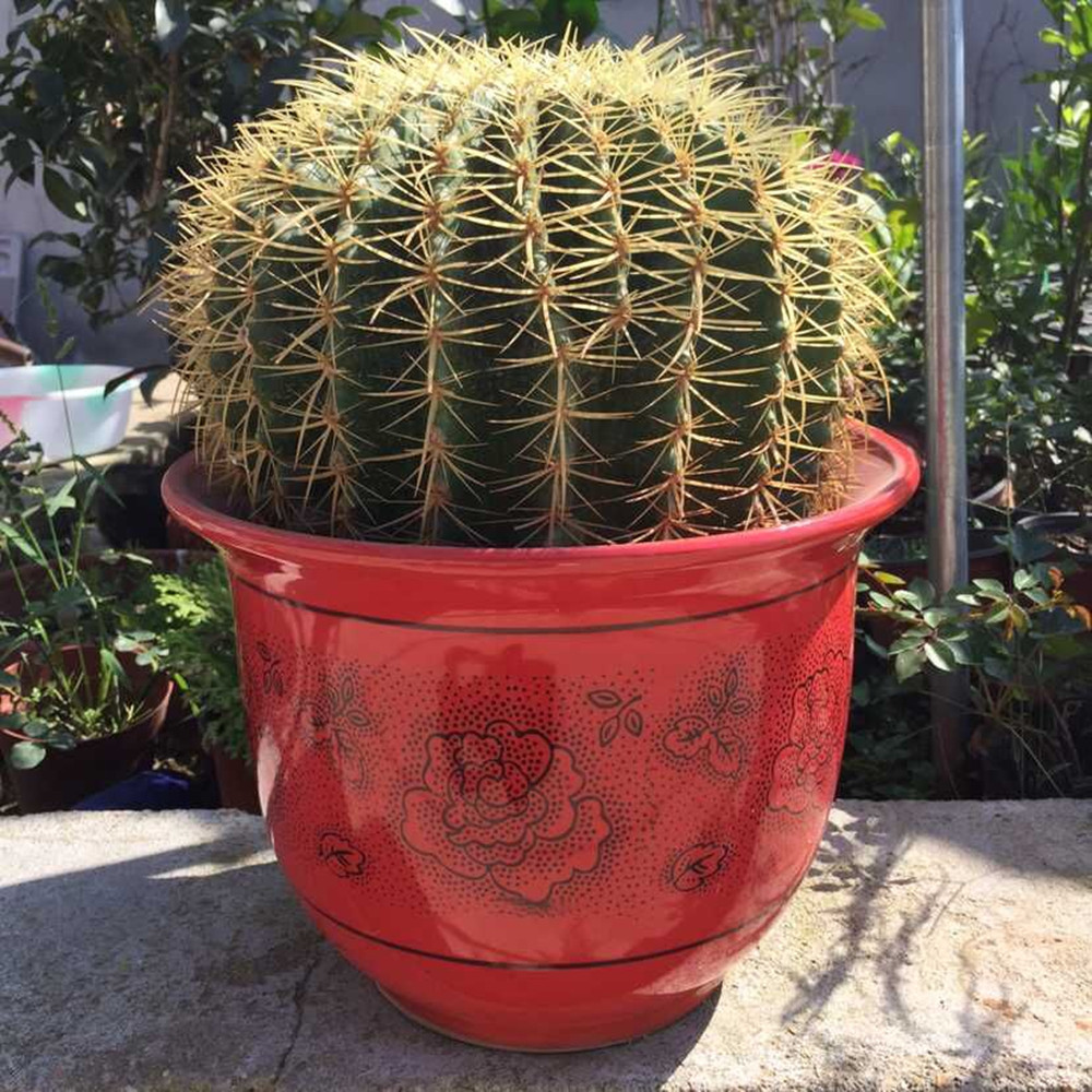 4种花颜值高养在家里超漂亮,家里养什么花招财又旺家