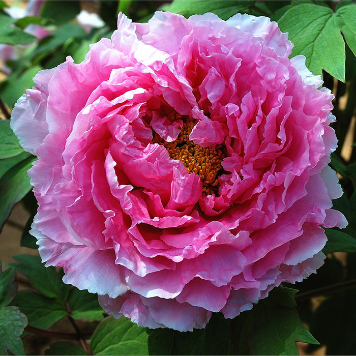 富贵花金玉满堂怎么栽培,6种长寿花能活一百年漂亮又吉利