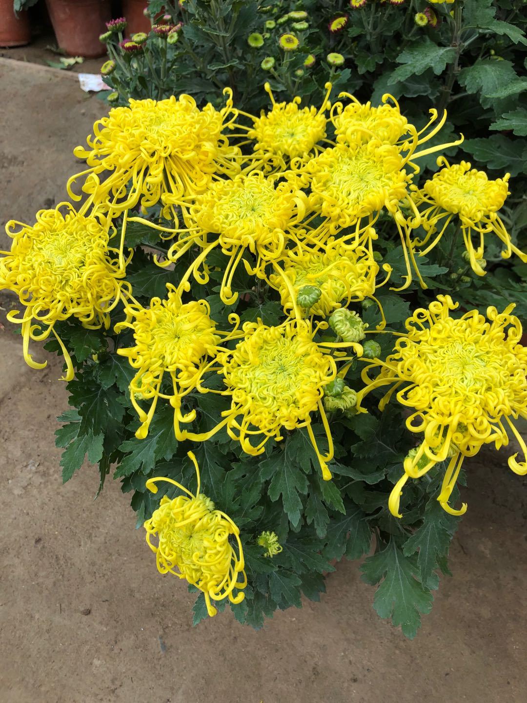 富贵花十种最吉利的花,哪些名花家里好养