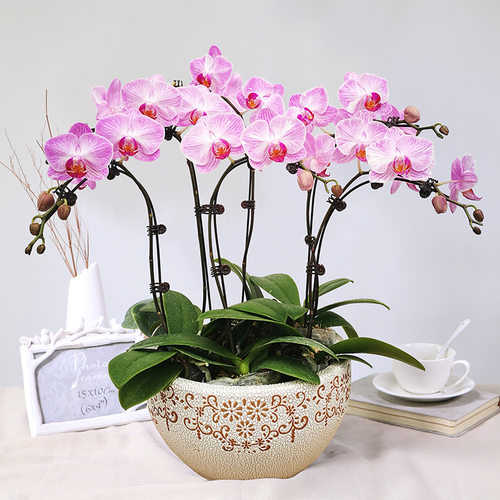 好养的贵族花,4种花便宜好养又漂亮