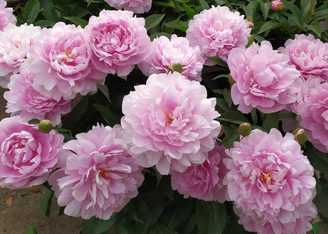 富贵花十种最吉利的花,哪些名花家里好养