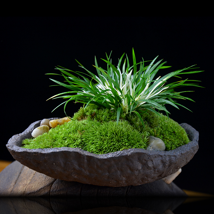 九种吉祥树越老越值钱越养越富贵,10种富贵花卉