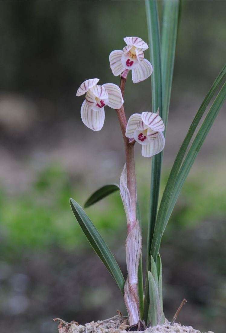开花最香的传统兰花品种,兰花既花大又花香的品种
