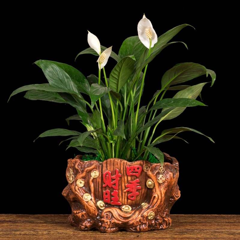 家里放财气的六种花,家里养什么花最好运气最旺