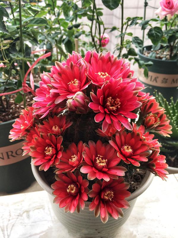 花期300天又很香好养的花适合北方,推荐几款耐寒一年四季开花的花