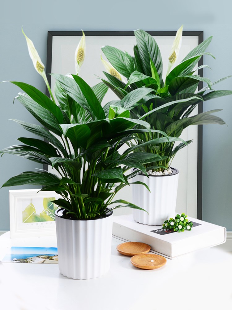 新家养什么花可以除甲醛,家里室内必养哪四种花