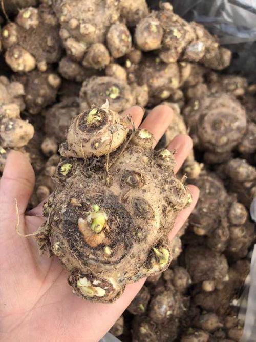 种球一年四季开花品种有哪些,硬根花卉种球大全图解