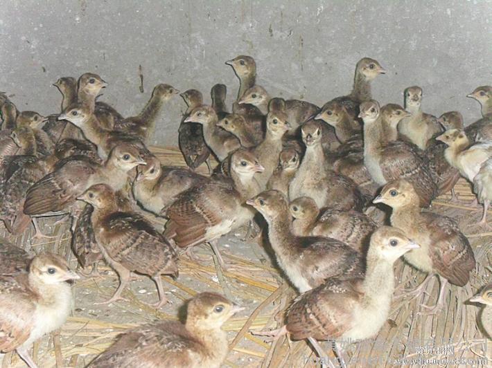 什么动物养殖最便宜最好养,药用动物养殖品种大全