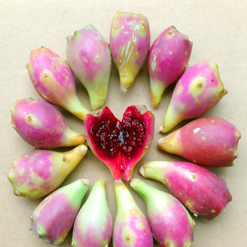 仙人掌养了20多年,最丰产的仙人掌