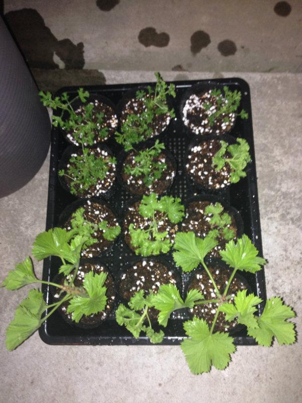 天竺葵怎么养才一年四季开爆花,天竺葵怎么养能开花不断