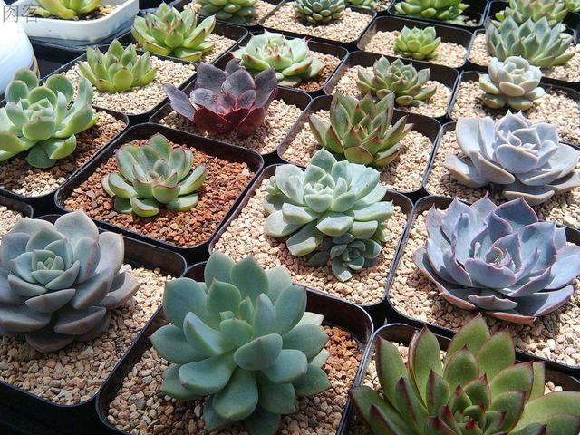 养花土的虫子怎么消灭最好,养花去除小虫子的妙招