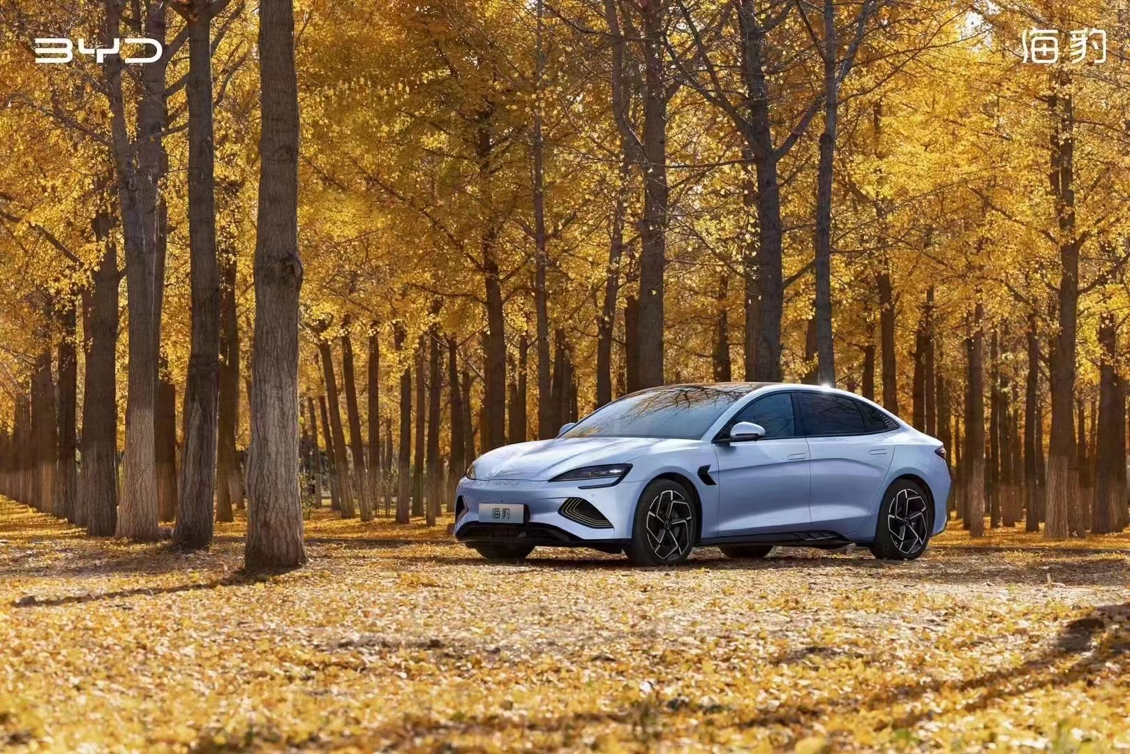 今年买车买什么车？当然是来邯郸南环比亚迪旗舰店买海豹喽