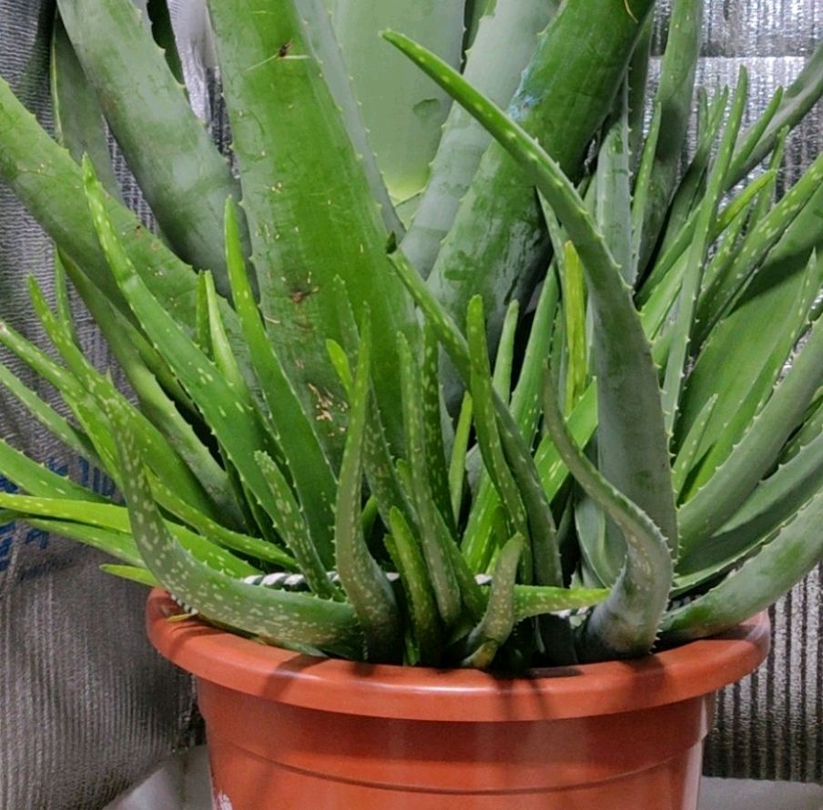 芦荟浇水方法芦荟需要施肥吗,芦荟根部腐烂叶子发黑怎么救活