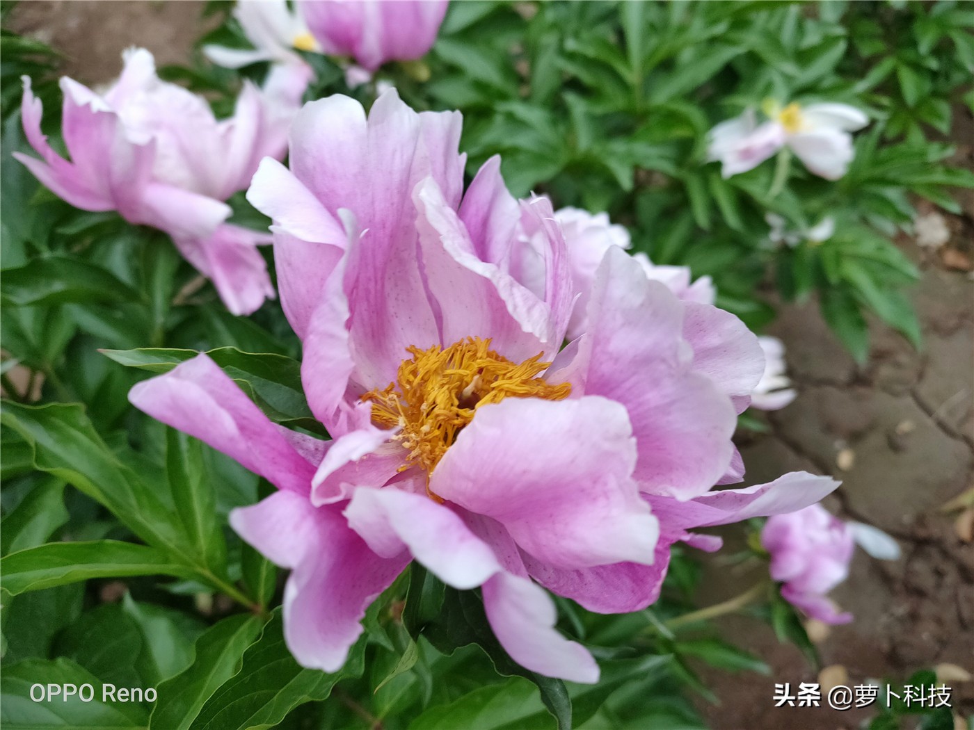 opporeno全系列测评,opporeno全面屏评测