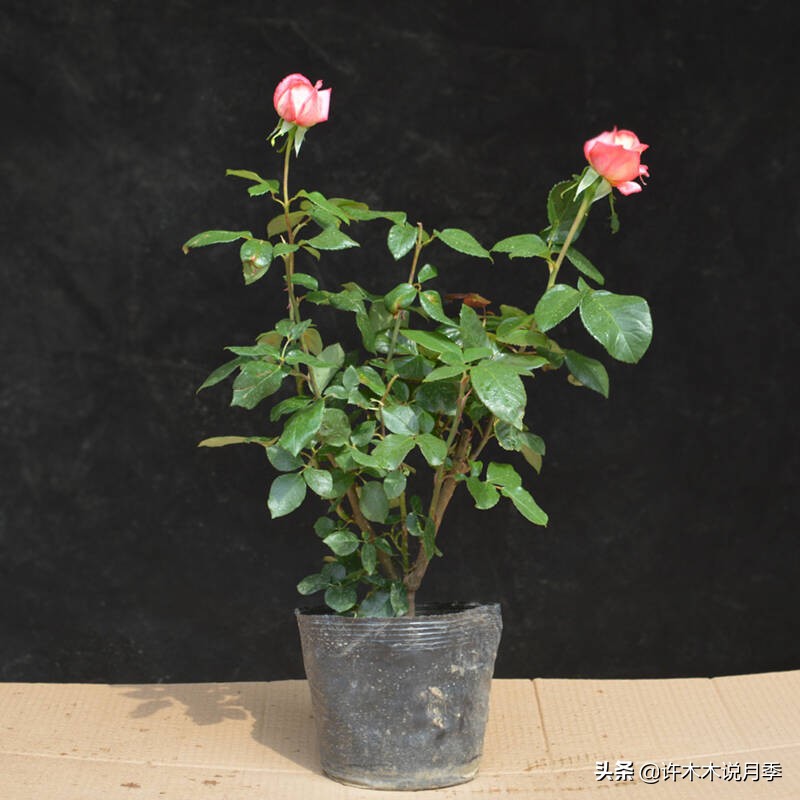月季从小苗到大苗如何养,藤本月季花苗修剪教程