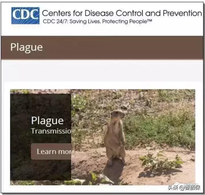 如果得了鼠疫怎么急救呢,如果得了鼠疫怎么急救