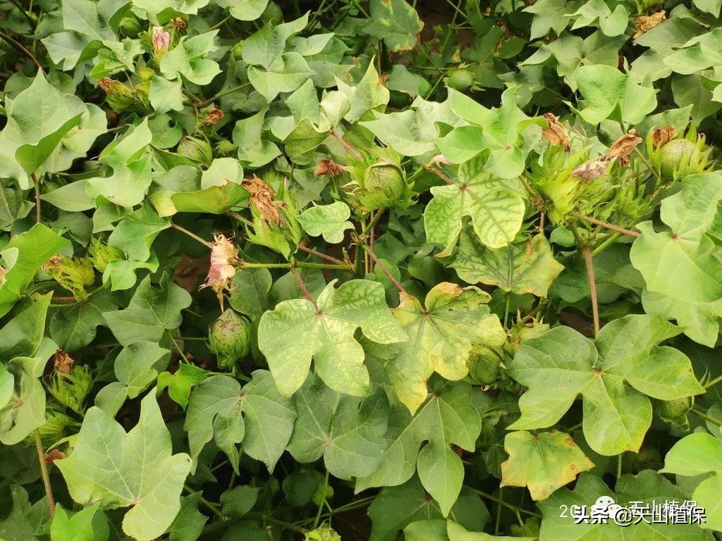 棉花后期防早衰的方法,棉花早衰的表现