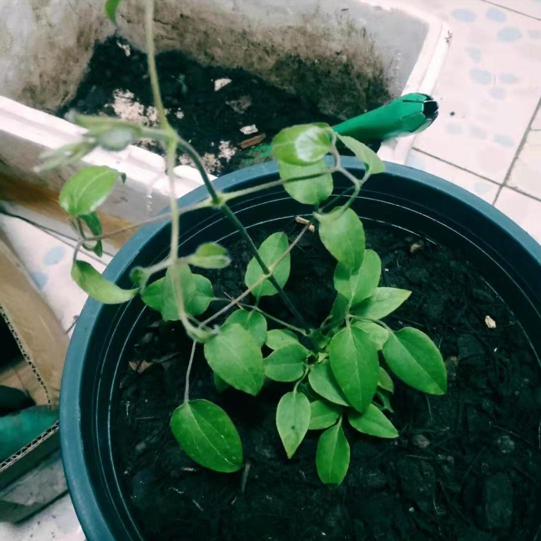 铁线莲可以用松鳞种植吗 (院子里面怎么种植铁线莲)