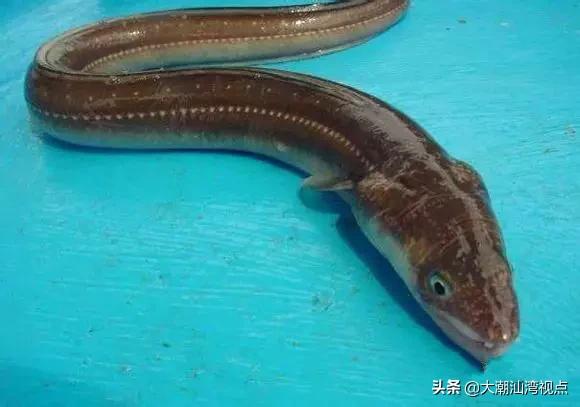 作为潮汕人，这89种海鲜你都能对上号吗