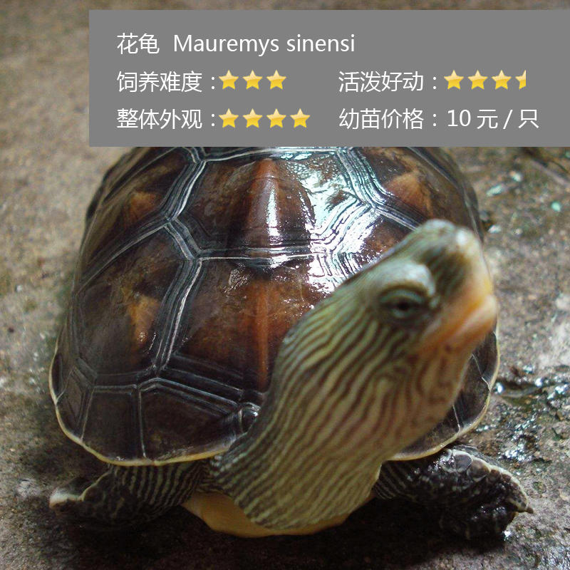 新手养龟哪种龟最好养,养龟新手应该选什么龟好