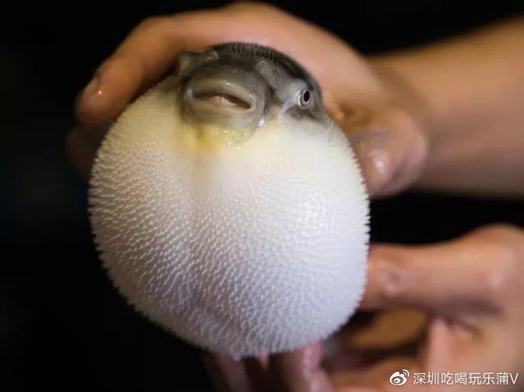 宝安人的顺德饭堂，生蚝用木桶蒸，还加黑松露