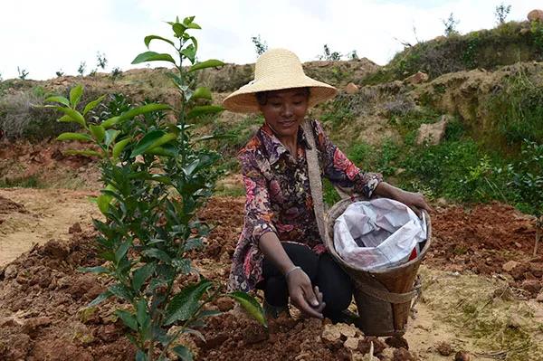 柑橘抽出夏梢还可以施肥吗,柑橘如何施肥防治病虫害