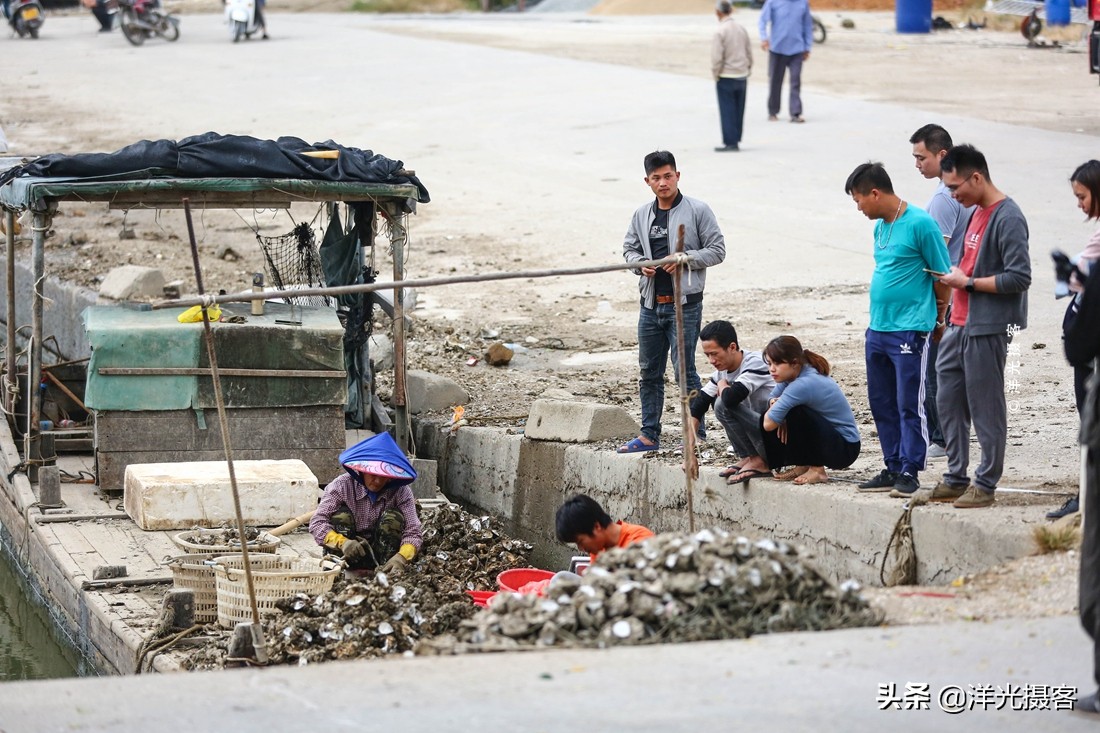 阳西县程村镇蚝排,阳西中国蚝乡在哪里