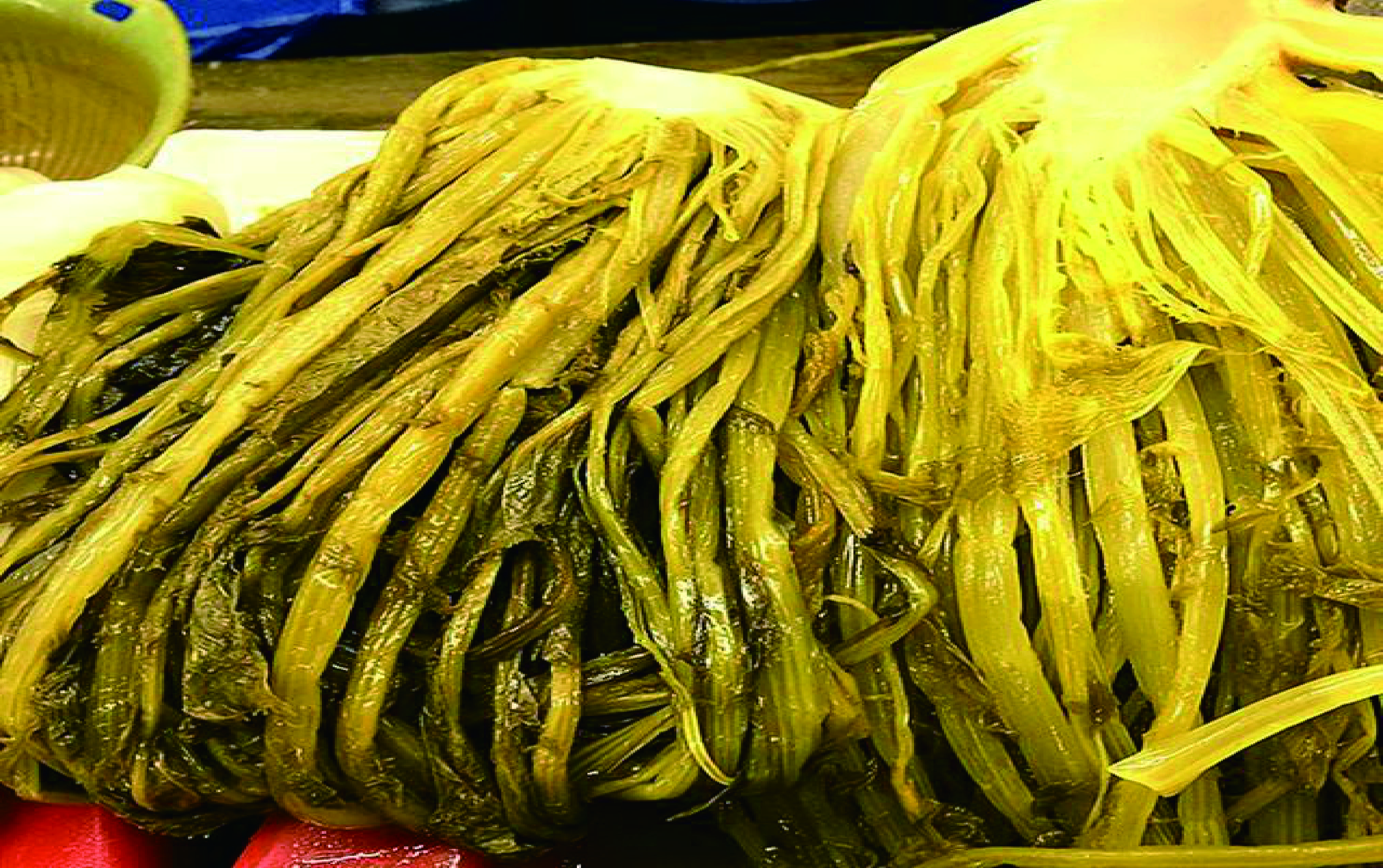 传统腌制咸菜雪菜雪里蕻,正宗手工雪菜