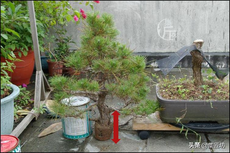 黑松盆景造型实例图解 (小型黑松造型盆景)